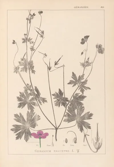 Herbier De La Flore Francaise Pl 0064