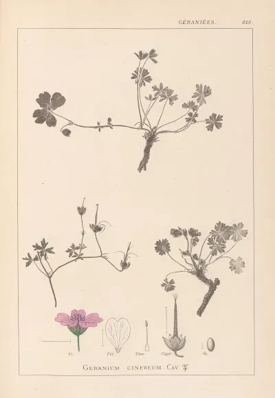 Herbier De La Flore Francaise Pl 0065
