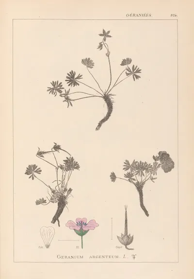 Herbier De La Flore Francaise Pl 0066