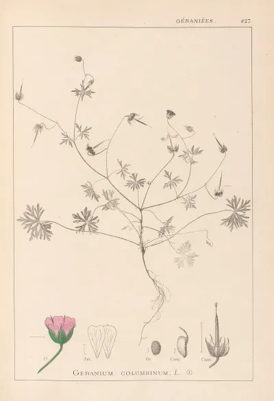 Herbier De La Flore Francaise Pl 0069