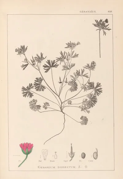 Herbier De La Flore Francaise Pl 0070