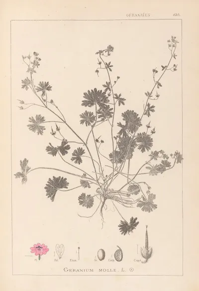 Herbier De La Flore Francaise Pl 0072