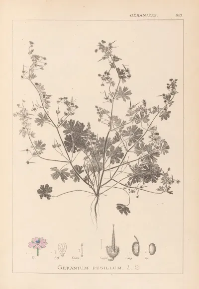 Herbier De La Flore Francaise Pl 0073