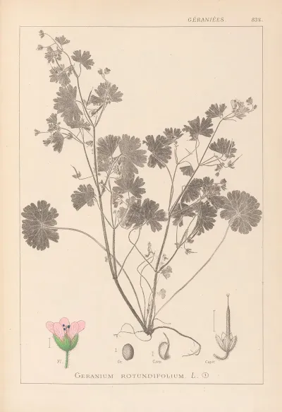 Herbier De La Flore Francaise Pl 0074