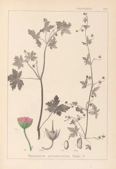 Herbier De La Flore Francaise Pl 0075