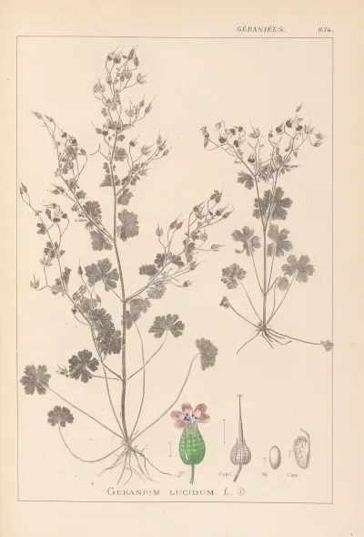 Herbier De La Flore Francaise Pl 0076