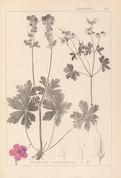Herbier De La Flore Francaise Pl 0077