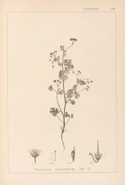 Herbier De La Flore Francaise Pl 0080