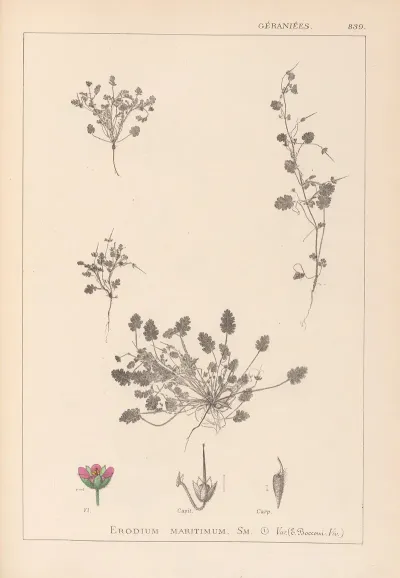 Herbier De La Flore Francaise Pl 0081