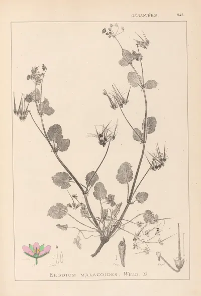 Herbier De La Flore Francaise Pl 0083