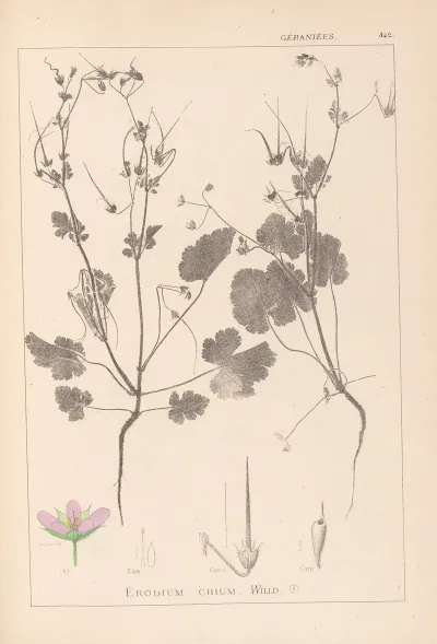 Herbier De La Flore Francaise Pl 0084