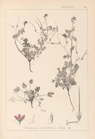 Herbier De La Flore Francaise Pl 0085