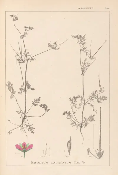 Herbier De La Flore Francaise Pl 0086