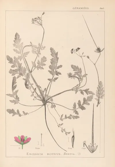 Herbier De La Flore Francaise Pl 0087