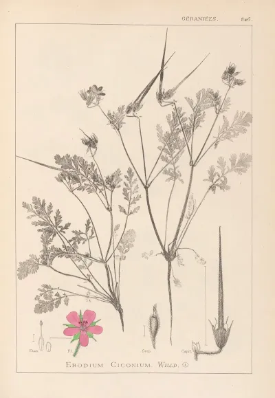 Herbier De La Flore Francaise Pl 0088
