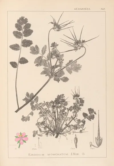 Herbier De La Flore Francaise Pl 0089