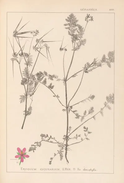 Herbier De La Flore Francaise Pl 0092
