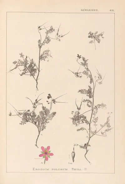 Herbier De La Flore Francaise Pl 0093