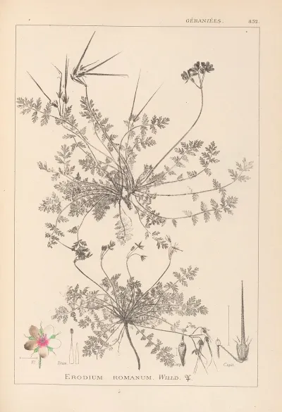 Herbier De La Flore Francaise Pl 0094