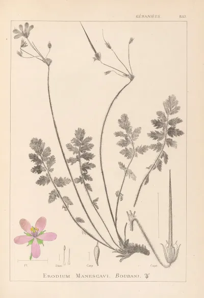 Herbier De La Flore Francaise Pl 0095