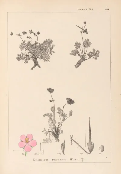 Herbier De La Flore Francaise Pl 0096