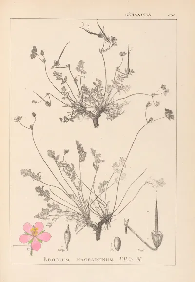 Herbier De La Flore Francaise Pl 0097