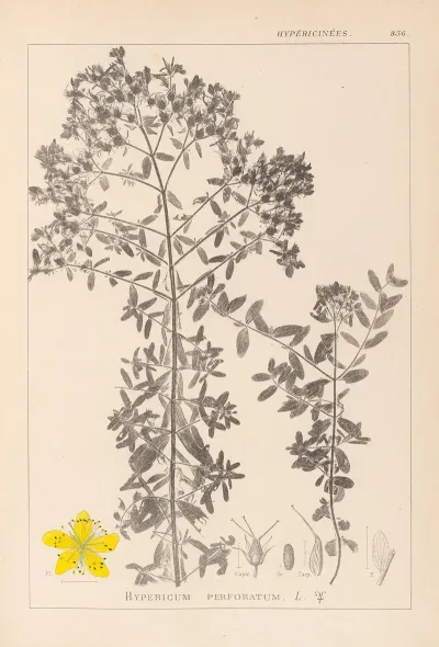 Herbier De La Flore Francaise Pl 0098