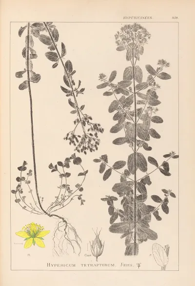 Herbier De La Flore Francaise Pl 0101