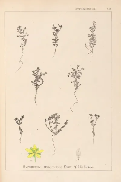 Herbier De La Flore Francaise Pl 0103