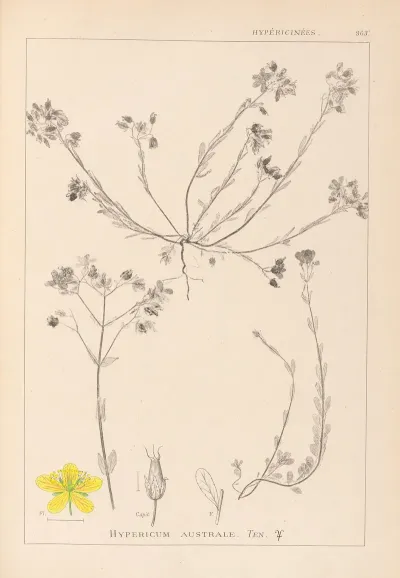Herbier De La Flore Francaise Pl 0104