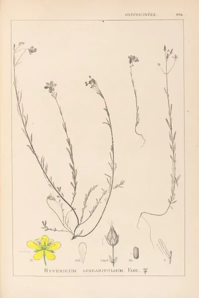 Herbier De La Flore Francaise Pl 0105