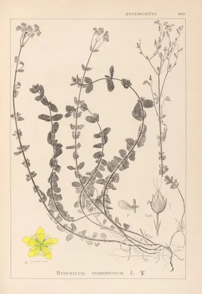 Herbier De La Flore Francaise Pl 0106