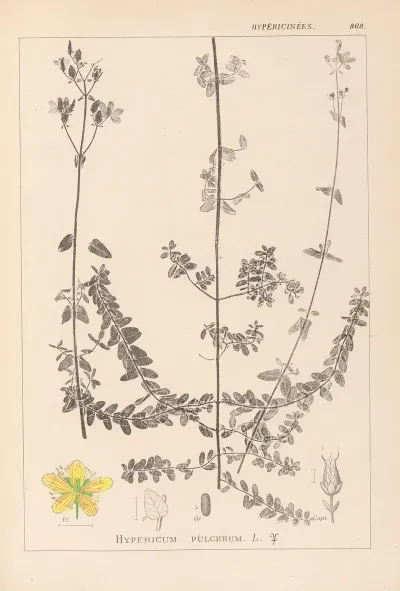 Herbier De La Flore Francaise Pl 0109