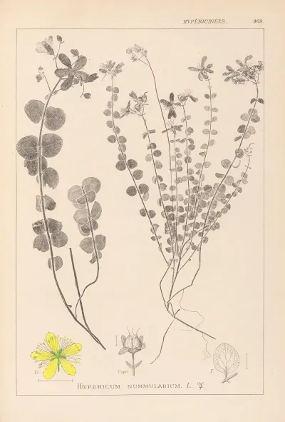 Herbier De La Flore Francaise Pl 0110