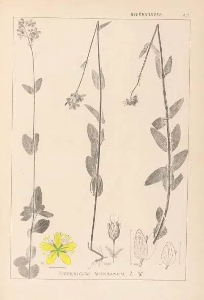 Herbier De La Flore Francaise Pl 0112