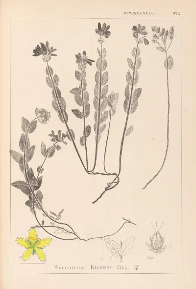Herbier De La Flore Francaise Pl 0113