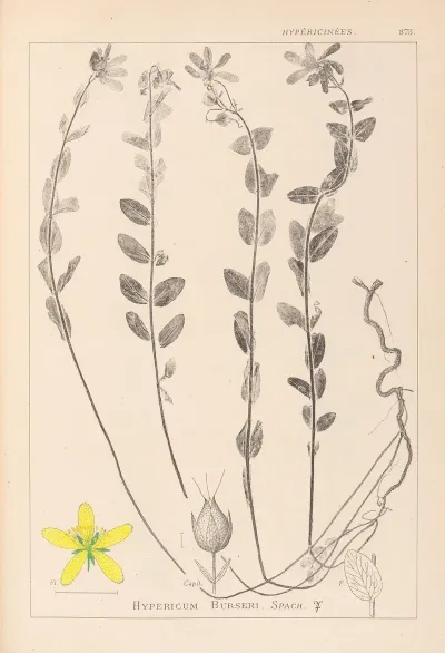 Herbier De La Flore Francaise Pl 0114
