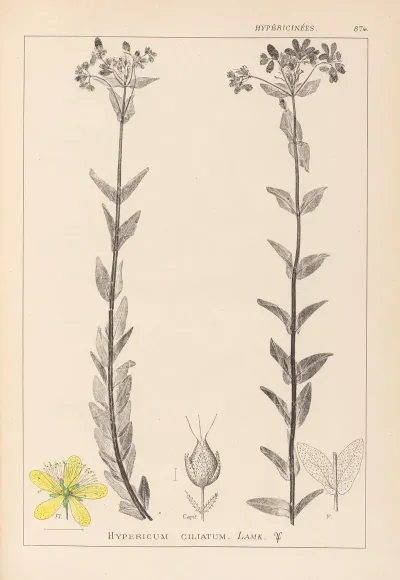 Herbier De La Flore Francaise Pl 0115
