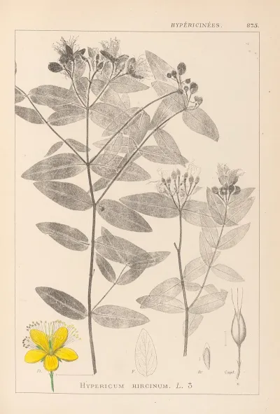 Herbier De La Flore Francaise Pl 0116