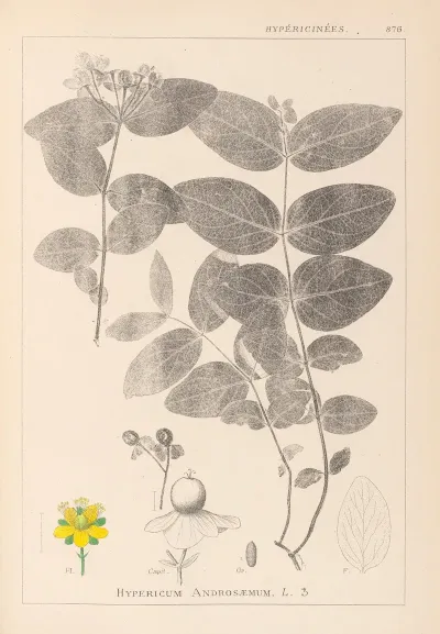 Herbier De La Flore Francaise Pl 0117
