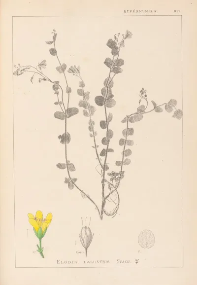 Herbier De La Flore Francaise Pl 0118