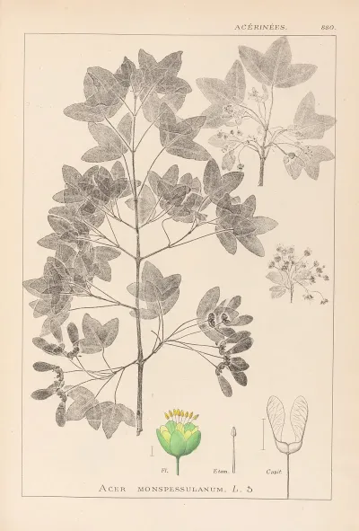 Herbier De La Flore Francaise Pl 0121