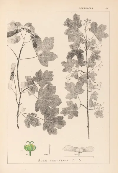 Herbier De La Flore Francaise Pl 0122