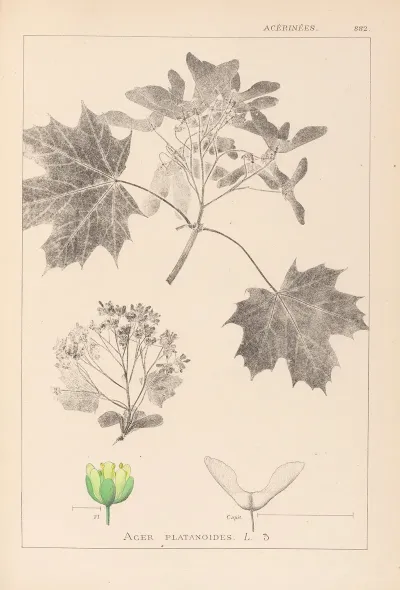 Herbier De La Flore Francaise Pl 0123