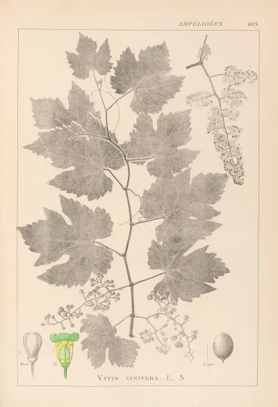 Herbier De La Flore Francaise Pl 0124