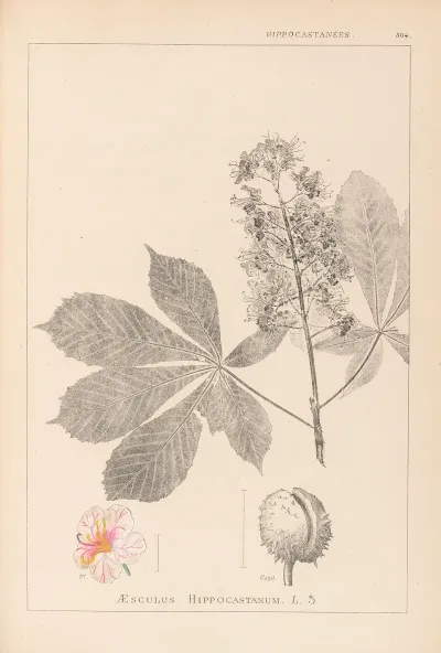 Herbier De La Flore Francaise Pl 0125