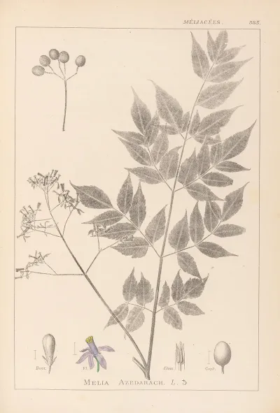 Herbier De La Flore Francaise Pl 0126