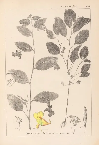 Herbier De La Flore Francaise Pl 0127