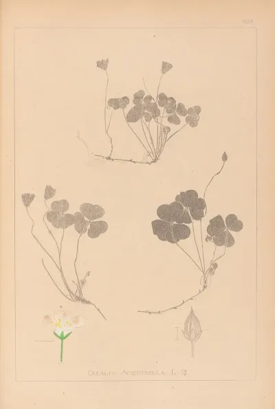 Herbier De La Flore Francaise Pl 0129
