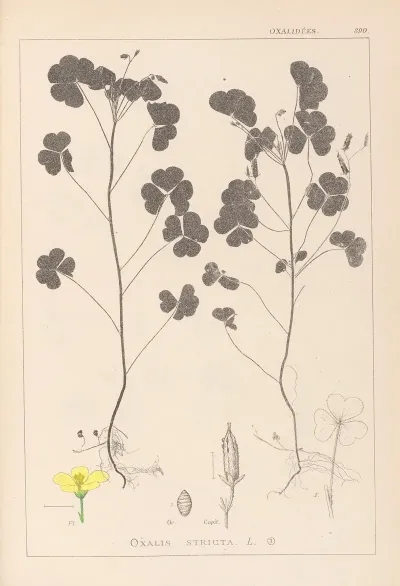 Herbier De La Flore Francaise Pl 0131